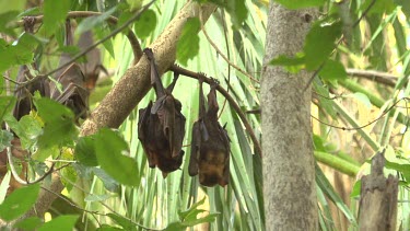 Two flying foxes finishing mating while hanging upside down on branch