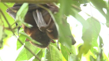 Two flying foxes hanging upside down embracing