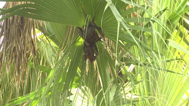 Two flying foxes hanging upside down embracing