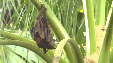 Two flying foxes hanging uspide down with one falling asleep on the other.