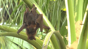 Two flying foxes hanging and embracing before struggling