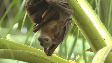 Two flying foxes hanging and embracing before struggling