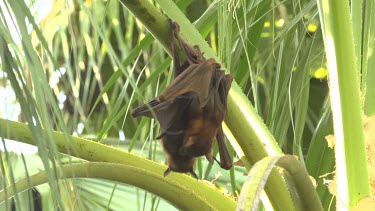 Flying fox attempting to mate another flying fox before parting