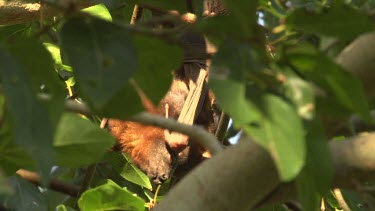 Two Flying foxes licking wings while hanging upside down