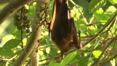 Flying fox hanging upside down and licking wings