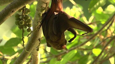 Flying fox hanging upside down and licking wings and scratching back