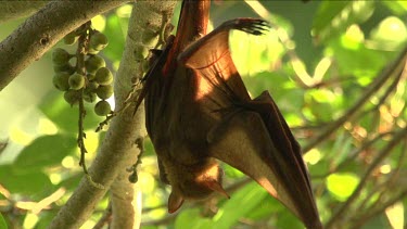 CM0001-CFF-0055806 Flying fox hanging upside down and licking wings and scratching back