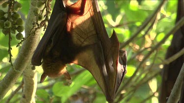 Flying fox scratching while hanging upside down