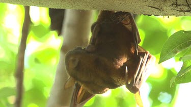 Flying fox licking wings while hanging upside down