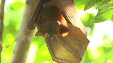 Flying fox licking wings while hanging upside down