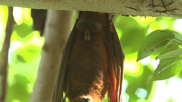 Flying fox licking testes clean