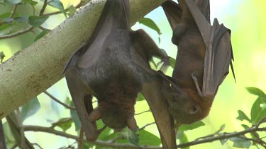 Two flying foxes cleaning eachtother while hanging upside down