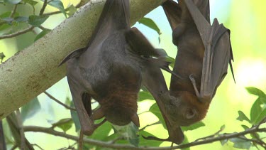 Two flying foxes cleaning eachtother while hanging upside down