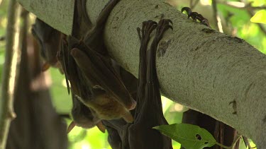 Flying fox talons on branch and young flying fox looking at camera