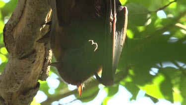 Flying fox sleeping while hanging upside down