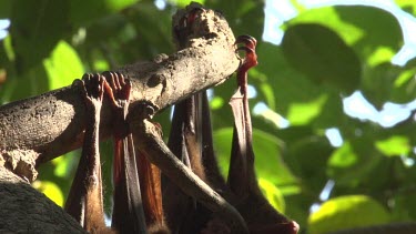 Flying fox talons on to branch