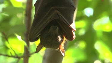 Flying fox sleeping while hanging upside down