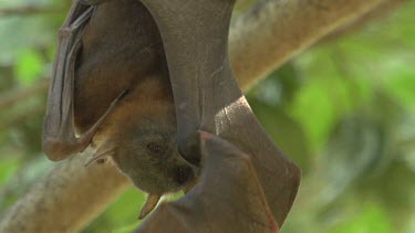 Flying fox looking at camera and licking wings while hanging upside down