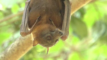 Flying fox looking at camera while hanging upside down