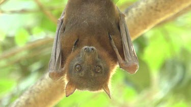 Flying fox looking at camera and hanging upside down