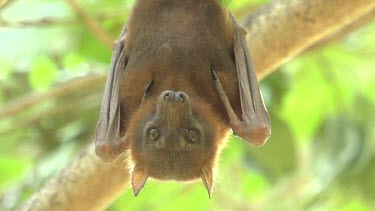 Flying fox looking at camera and hanging upside down