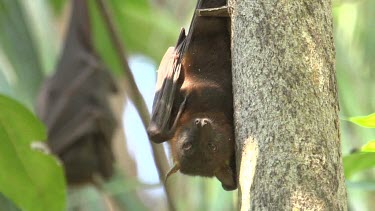 Flying fox hanging upside down leaning on branch and closing eyes