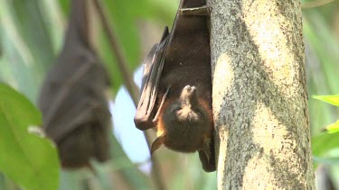 Flying fox hanging upside down leaning on branch and closing eyes