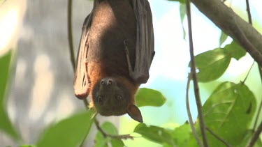 Flying fox hanging upside down and looking at camera