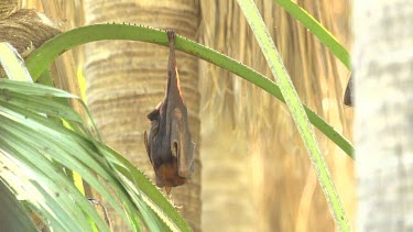 Flying fox hanging upside down