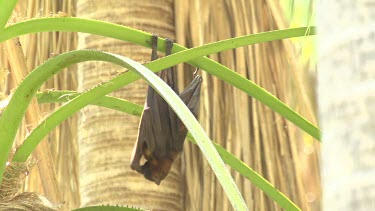 Flying fox hanging upside down