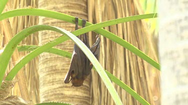 Flying fox hanging upside down and flapping wing