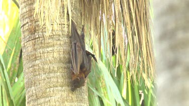 Lone flying fox hanging on trunk of palm tree