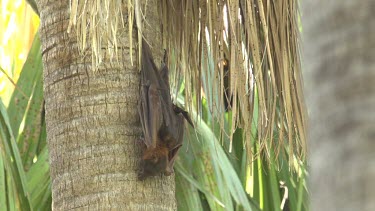 Lone flying fox hanging on trunk of palm tree