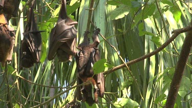 Group of flying foxes haning upsode down with two attempting to mate