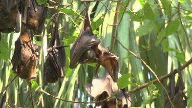 Group of flying foxes hanging upside down with one scratching ear