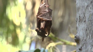 Lone flying fox sleeping while hanging from side of tree trunk