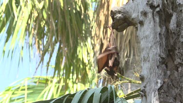 Lone flying fox hanging on side of tree trunk