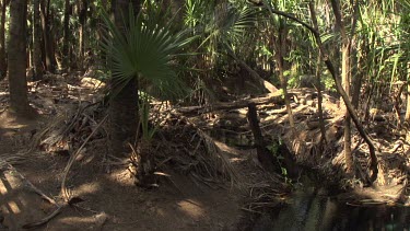 Bubbling water supply in forest