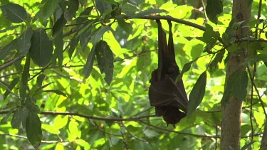 Lone flying fox hanging upside down