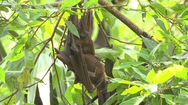 Two flying foxes smelling eachother while hanging upside down