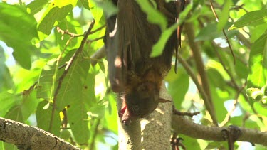 Flying fox hanging upside down