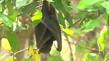 Flying fox sleeping while hanging upside down and lightly flapping wings