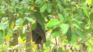 Flying fox hanging upside down and looking at camera