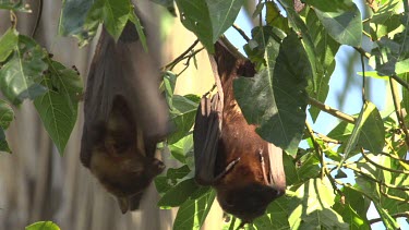 Flying fox attempting to mate another while hangingupside down.