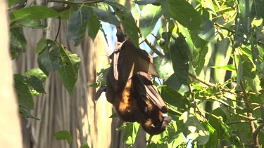 Flying fox attempting to mate another while hangingupside down.