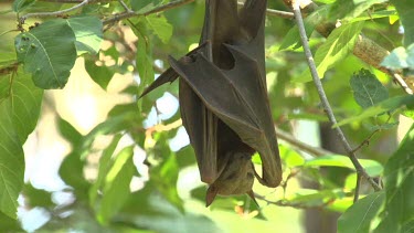 Flying fox sleeping while hanging uspide down