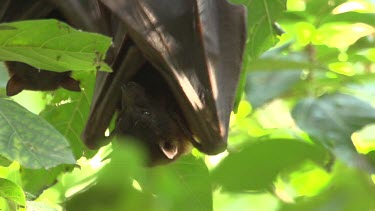 Flying fox hanging upside down