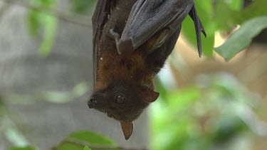 Flying fox hanging upside down