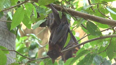 Flying fox hanging upside down