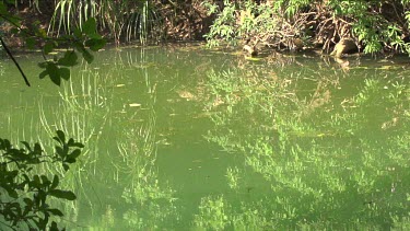 Flying foxes flying over river and skimming water